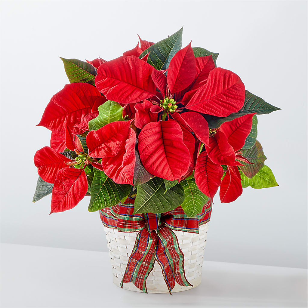 Happiest Holidays Poinsettia – South-east Flowers, Los Angeles CA