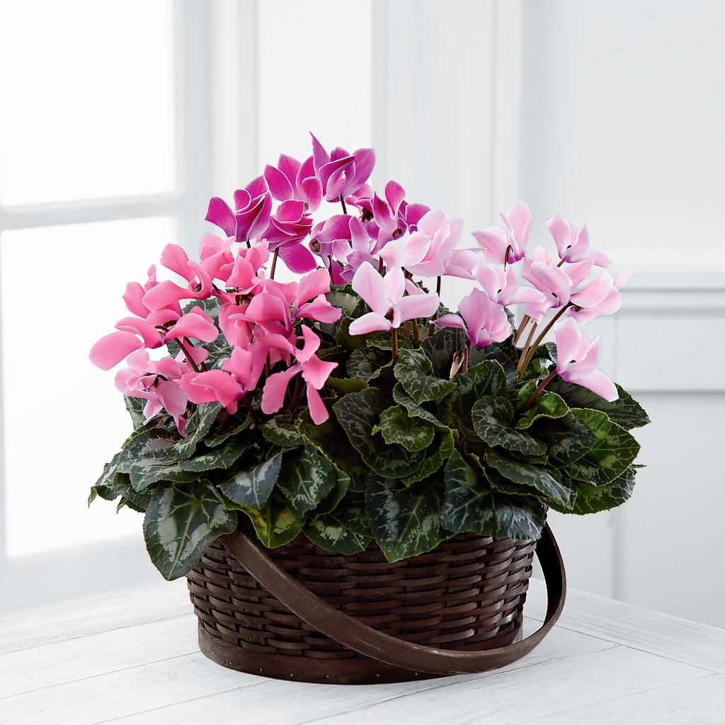 Mixed Cyclamen Planter – South-east Flowers, Los Angeles CA