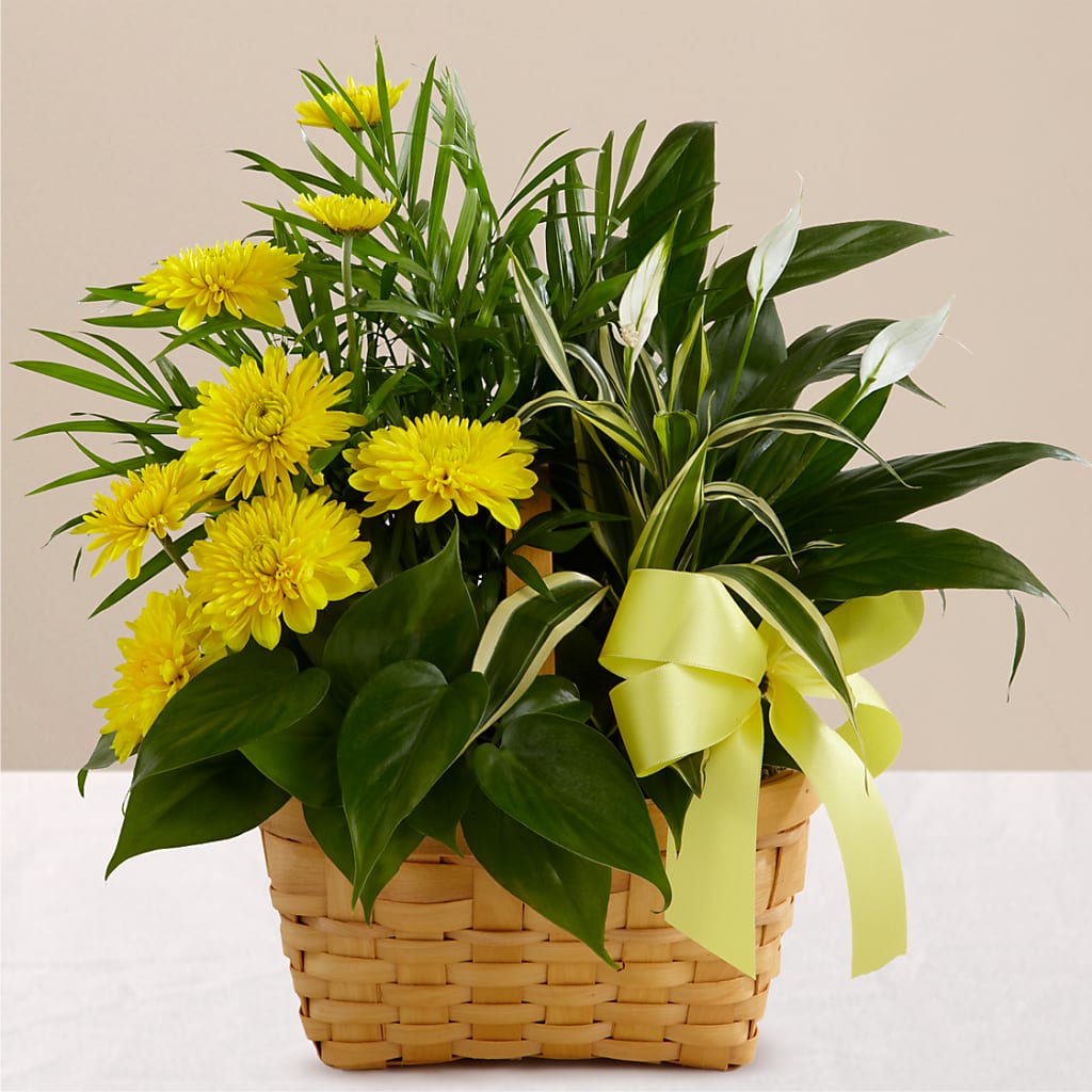 Loving Light Dishgarden – South-east Flowers, Los Angeles CA