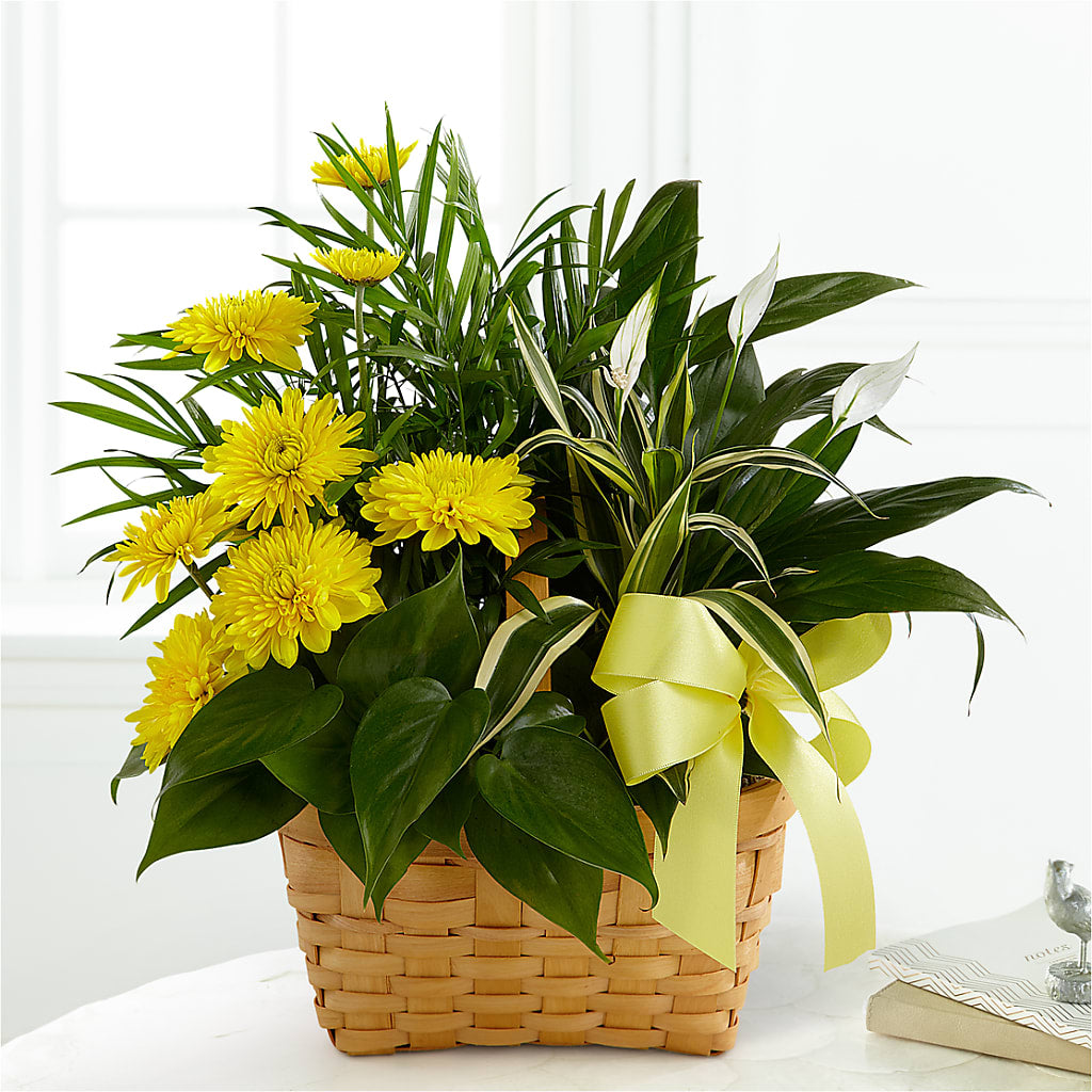 Loving Light Dishgarden – South-east Flowers, Los Angeles CA
