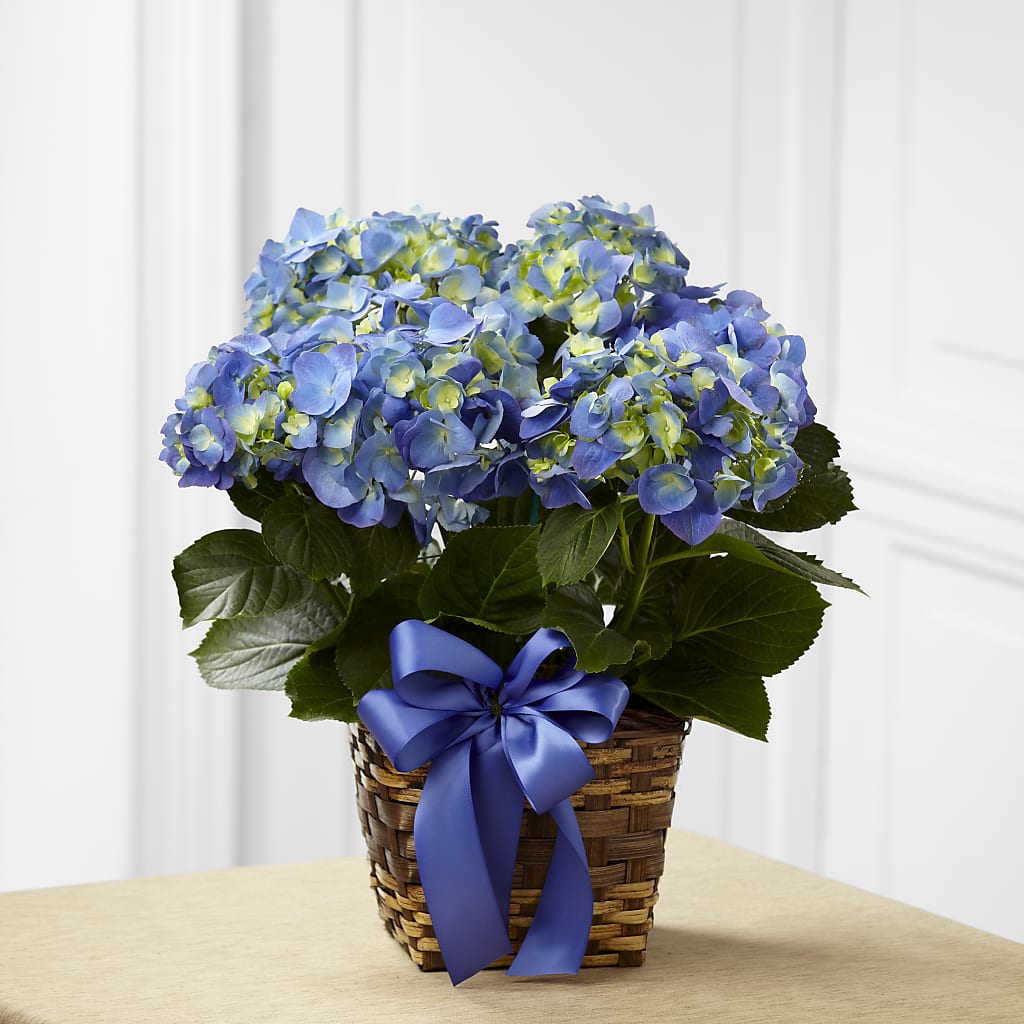 Blue Hydrangea Planter – South-east Flowers, Los Angeles CA