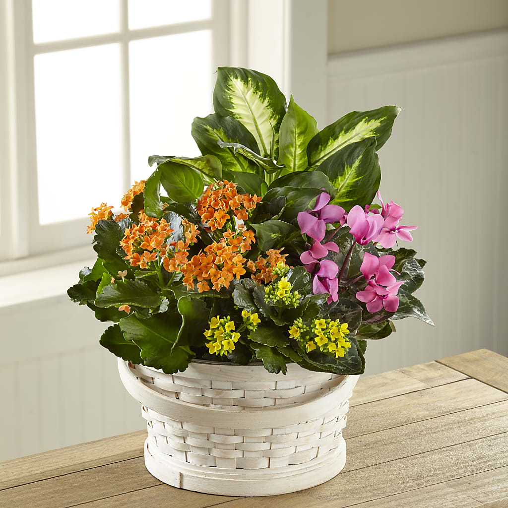Color Crush Dishgarden – South-east Flowers, Los Angeles CA