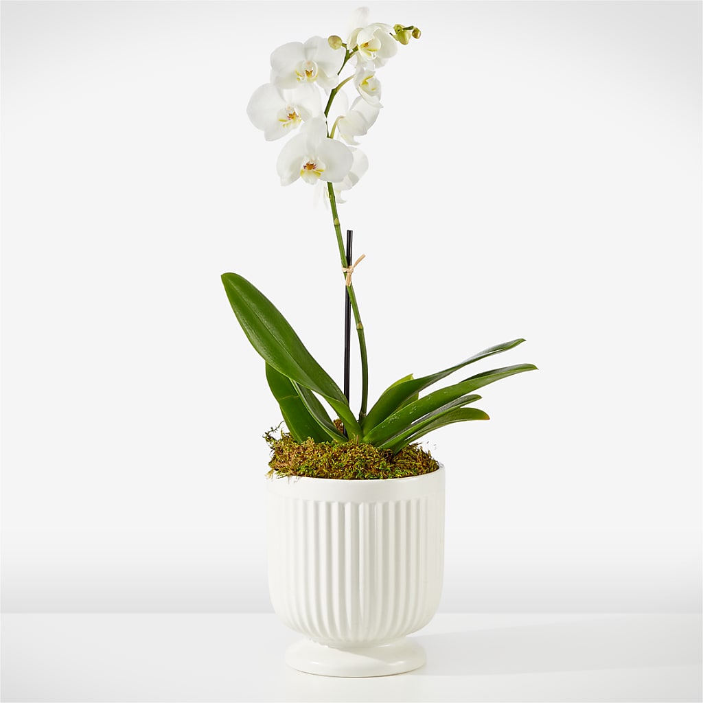 Whispering White Orchid – South-east Flowers, Los Angeles CA