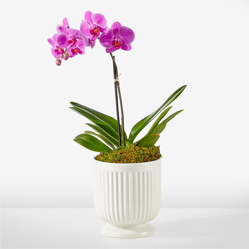 Friendly Fuchsia Orchid – South-east Flowers, Los Angeles CA