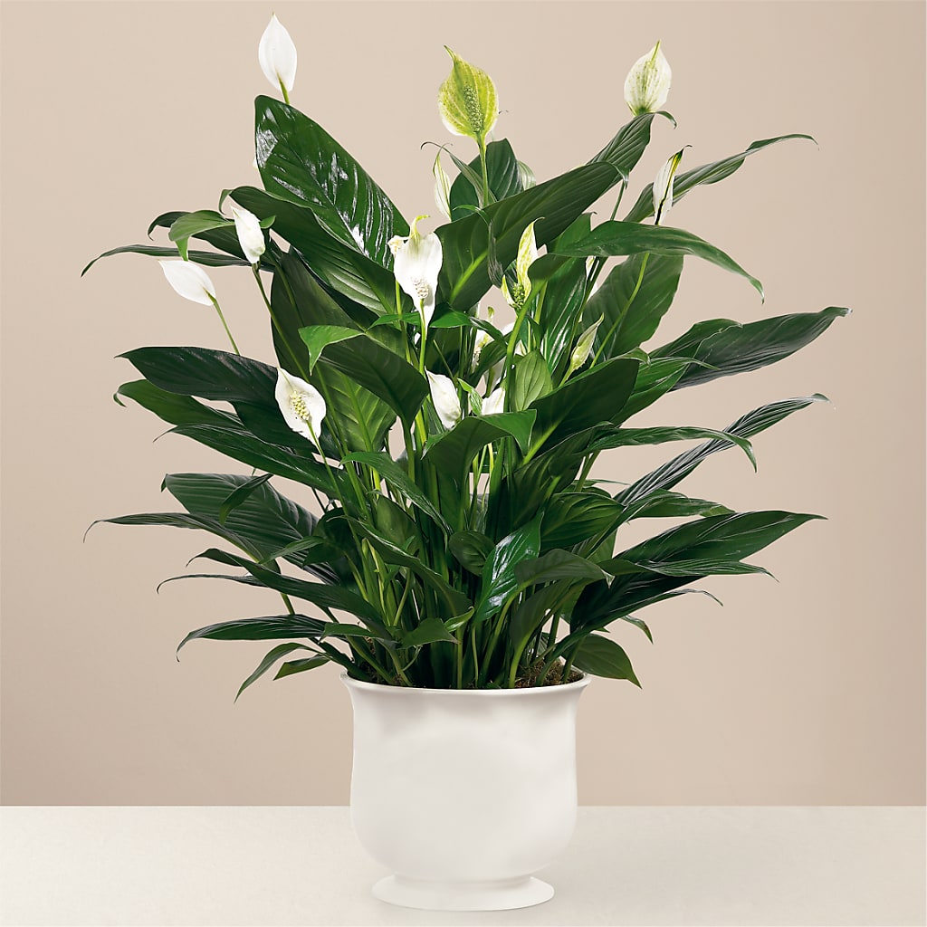 Comfort Planter – South-east Flowers, Los Angeles CA