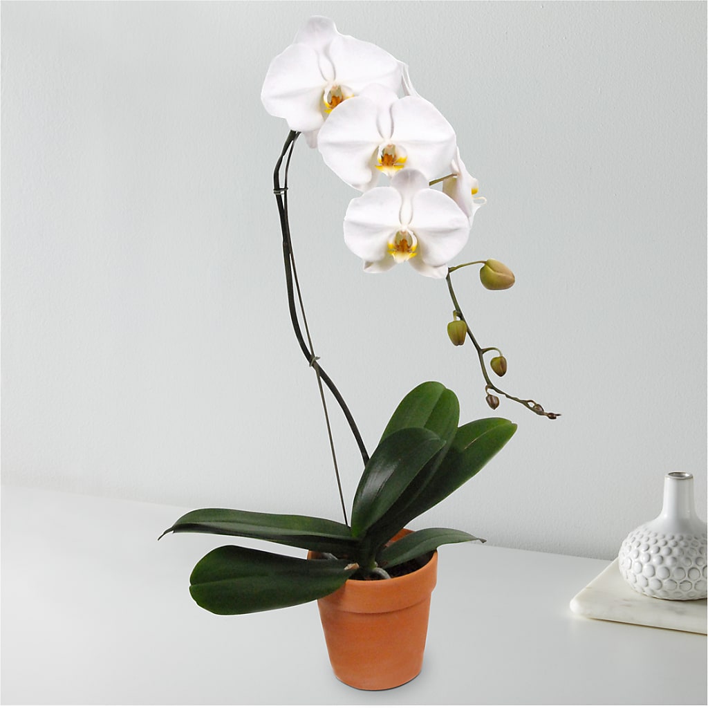 White Cascading Orchid – South-east Flowers, Los Angeles CA