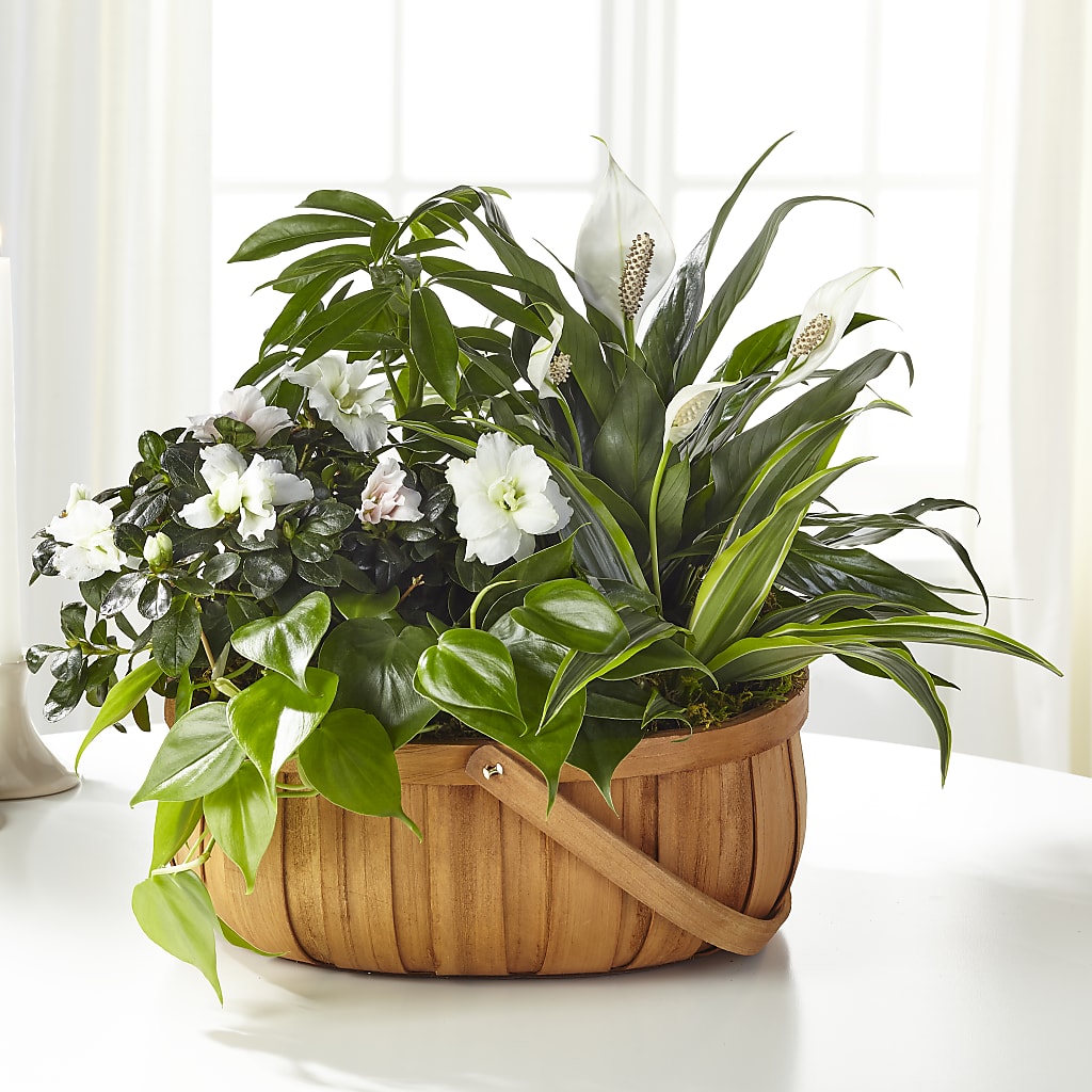 Serene Dishgarden – South-east Flowers, Los Angeles CA