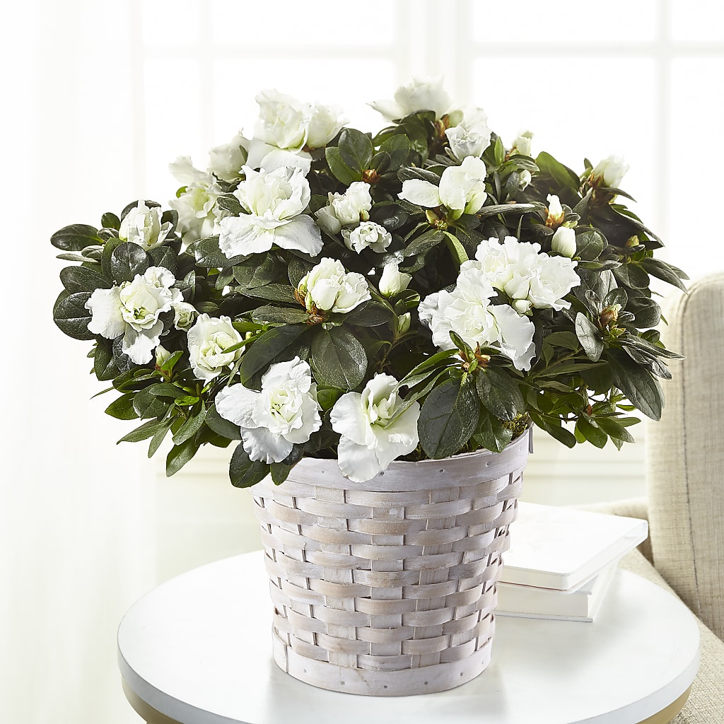 White Azalea Plant – South-east Flowers, Los Angeles CA