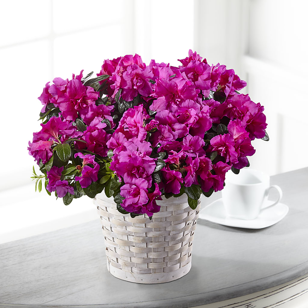 Hope & Serenity Azalea Plant – South-east Flowers, Los Angeles CA