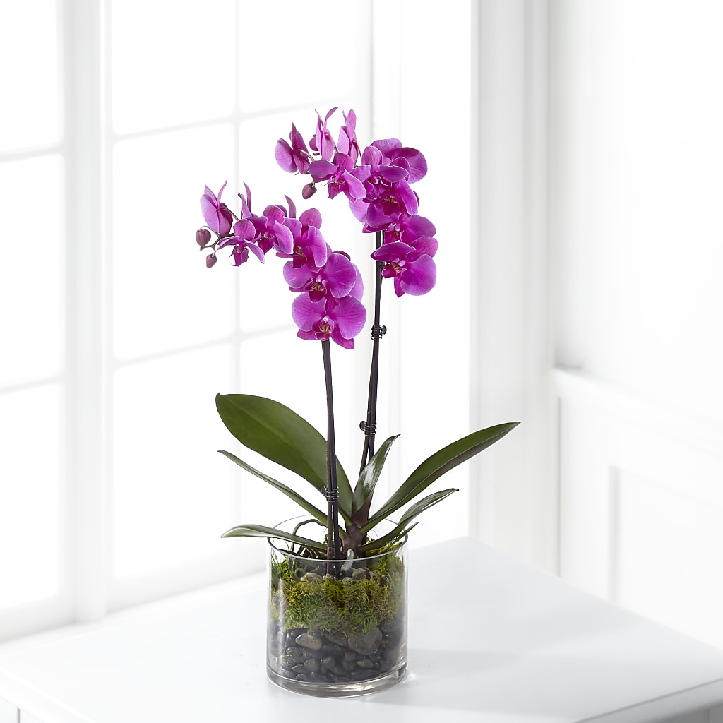 Pink Orchid Plant – South-east Flowers, Los Angeles CA