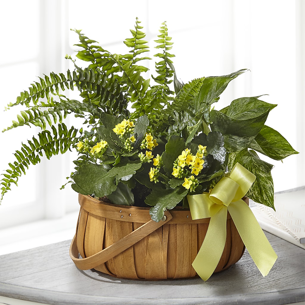 Always Dear Dishgarden – South-east Flowers, Los Angeles CA