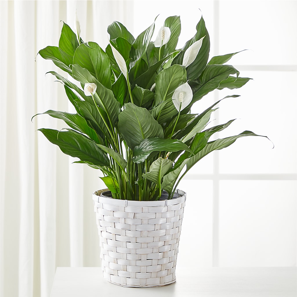A New Leaf Peace Lily – South-east Flowers, Los Angeles CA