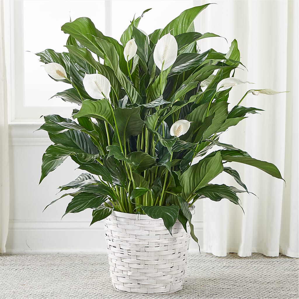 A New Leaf Peace Lily – South-east Flowers, Los Angeles CA