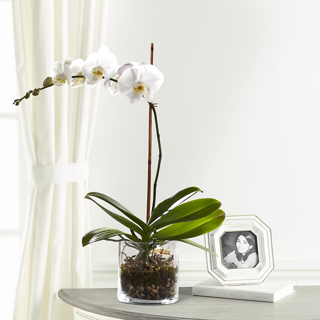 White Orchid Planter – South-east Flowers, Los Angeles CA