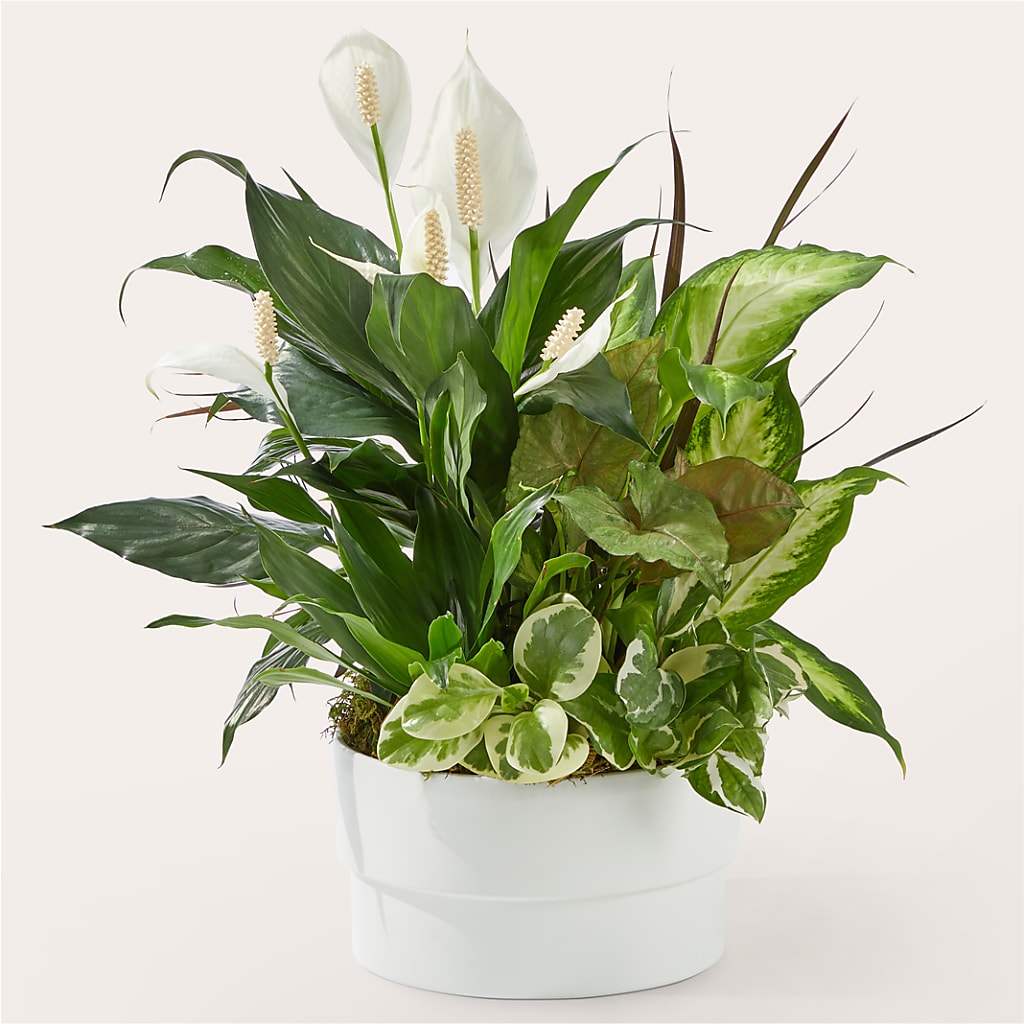 Radiating Positivity Dishgarden – South-east Flowers, Los Angeles CA