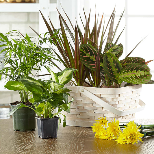 Florist Designed Blooming and Green Plants in a Basket –  South-east Flowers, Los Angeles CA