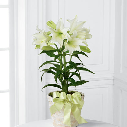 Easter Lily Plant –  South-east Flowers, Los Angeles CA