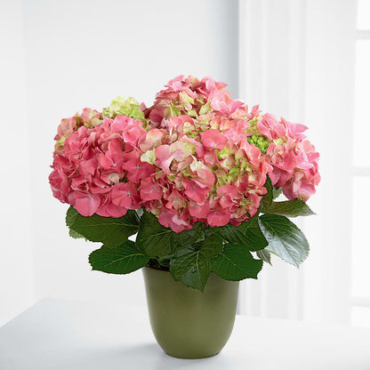 Pink Hydrangea Planter –  South-east Flowers, Los Angeles CA
