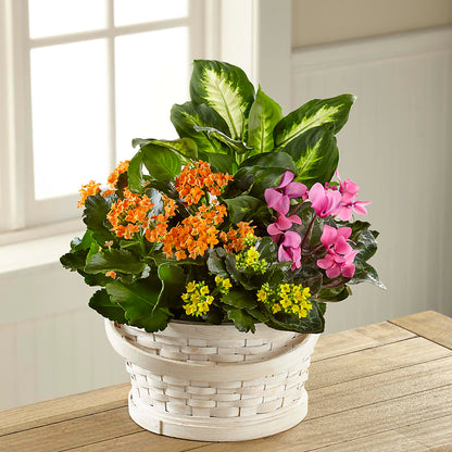 Color Crush Dishgarden –  South-east Flowers, Los Angeles CA