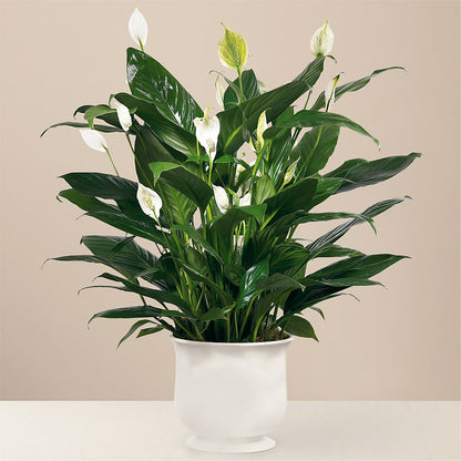 Comfort Planter –  South-east Flowers, Los Angeles CA