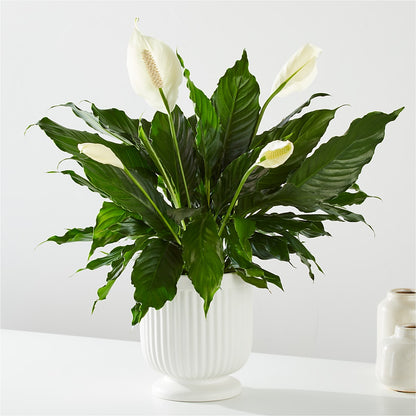 Comfort Planter –  South-east Flowers, Los Angeles CA