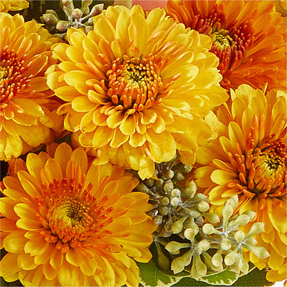 Peachy Pumpkin –  South-east Flowers, Los Angeles CA