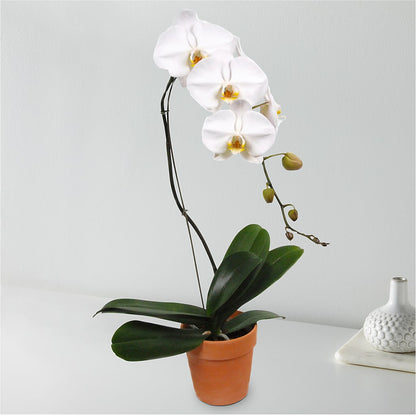 White Cascading Orchid –  South-east Flowers, Los Angeles CA