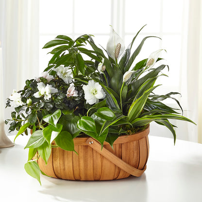 Serene Dishgarden –  South-east Flowers, Los Angeles CA