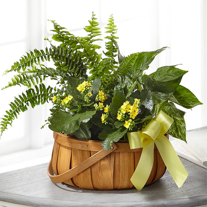 Always Dear Dishgarden –  South-east Flowers, Los Angeles CA