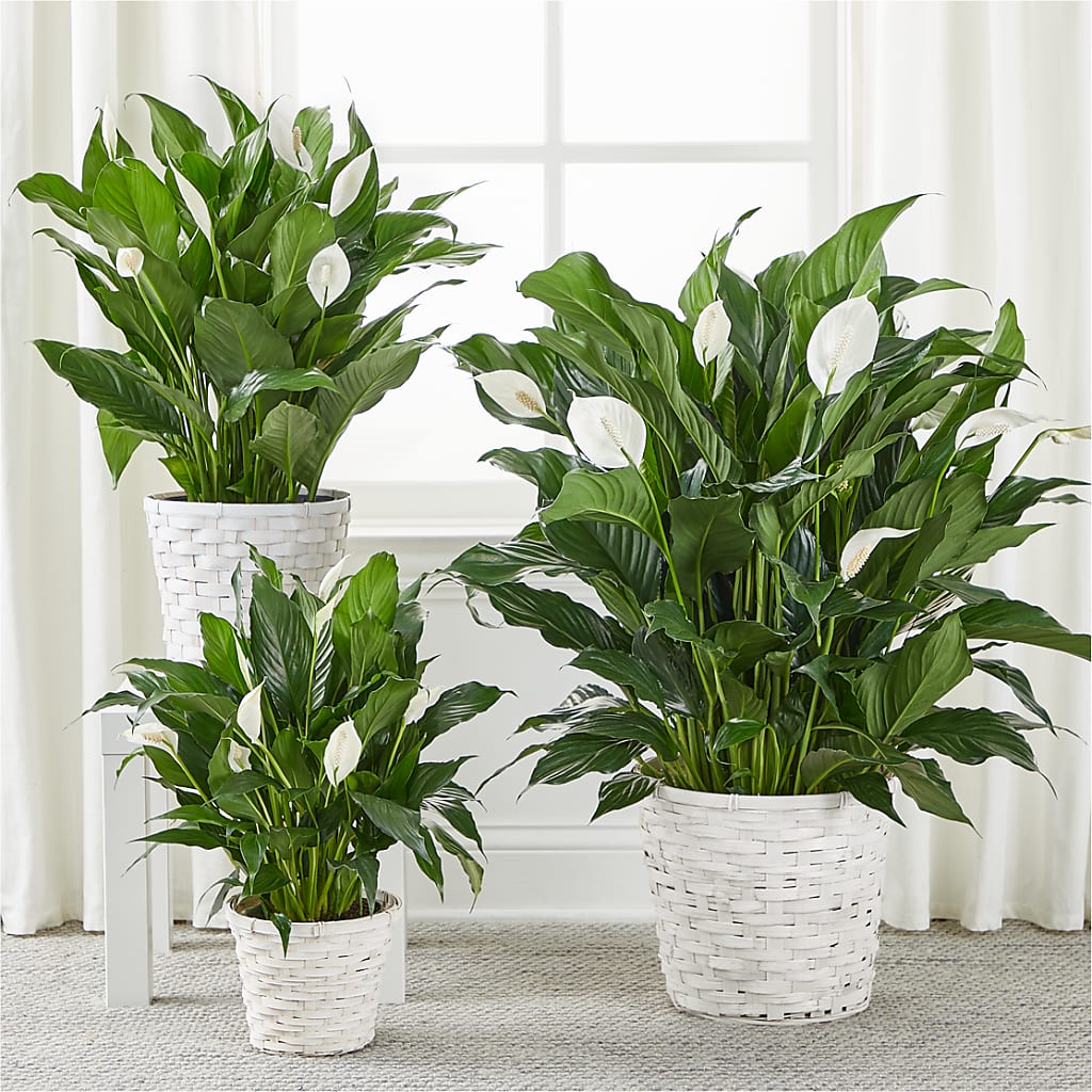 A New Leaf Peace Lily –  South-east Flowers, Los Angeles CA