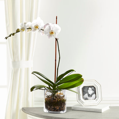 White Orchid Planter –  South-east Flowers, Los Angeles CA