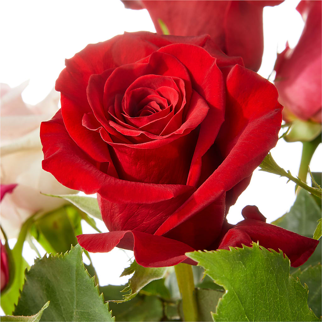 Love Notes Rose Bouquet –  South-east Flowers, Los Angeles CA